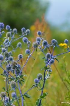 Eryngium officinale, blue-headed field flower on a sunny summer day in the field, selective focus