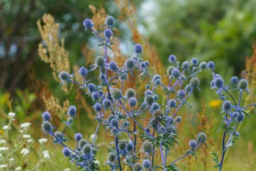 Eryngium officinale, blue-headed field flower on a sunny summer day in the field, selective focus