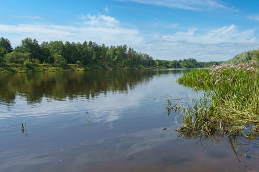 view of the river among the shores covered with forest and shrubs on a sunny summer day