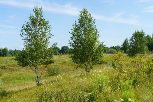 Birch trees on a green meadow on a sunny summer day against the background of the forest