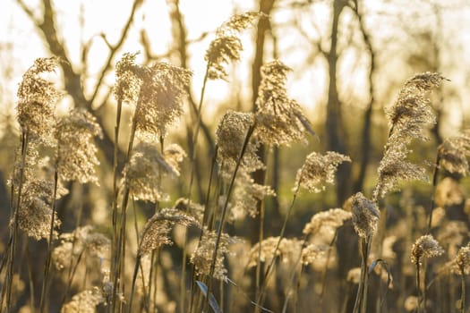 dry reed in the rays of the evening sun on a windy day