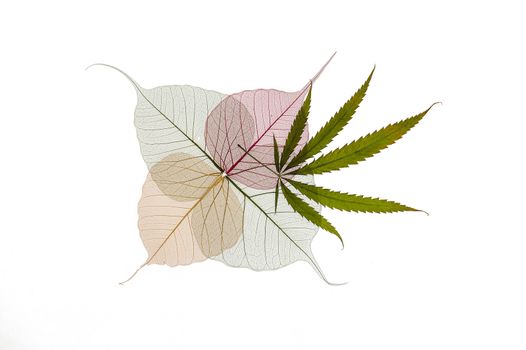 Dried hemp and colorful skeleton leaves decoration isolated on white background