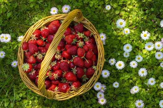 Wicker basket of freshly picked strawberries in a green spring meadow with white daisies viewed from overhead
