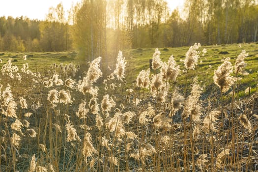 dry reed in the rays of the evening sun on a windy day