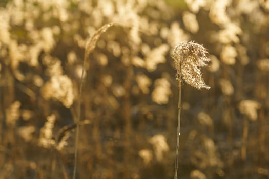 dry reed in the rays of the evening sun on a windy day