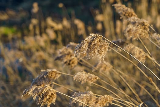 dry reed in the rays of the evening sun on a windy day