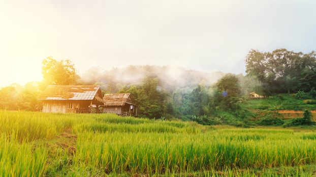 landscape of green terraced rice field and small hut at countryside with beautiful fog around mountain nature background in the morning with wonderful golden light. Simple life of rural people in Asia