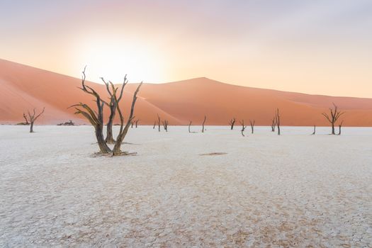 Sunrise on dead acacia trees at Deadvlei in the Namib desert in Namibia, Africa.