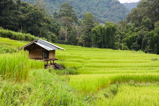 Green terraced rice field with small hut at countryside in Chiang Mai, Thailand. Mountain nature view at background. Simple life of rural people in Asia