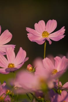 Pink Cosmos flower in the garden