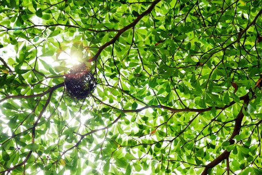 Bird nest on green tree branch with morning light