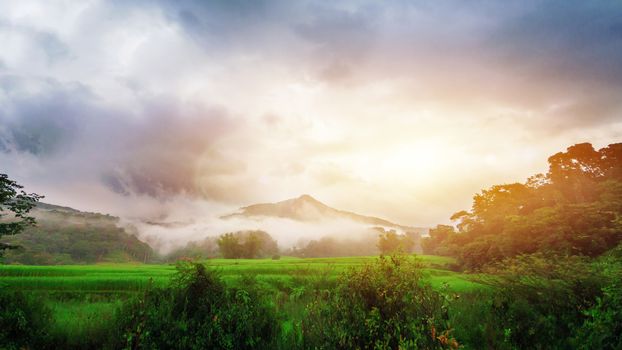 landscape of green terraced rice field with beautiful fog around mountain background in the morning with wonderful golden light