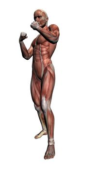 Human Anatomy - Male Muscles made in 3d software