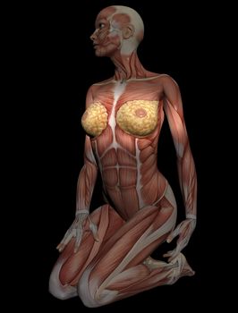3D model of muscles of female torso for study, with breast in focus. Great to be used in medicine works and health. Isolated on  black background.