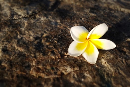 Frangipani ,Plumeria flower on the floor with sunset background at the sea beach