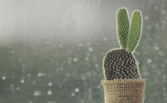 cactus on rainy day window background