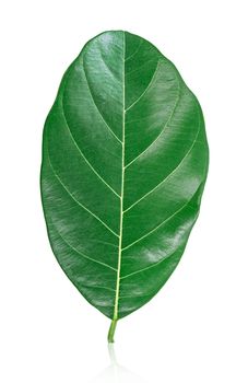 Ellipse green leaf shape isolated on white background, Save clipping path.