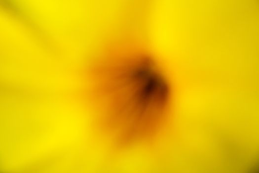 abstract background : summer colorful tones dreamy beautiful yellow flower color gradation with pollen blurred background