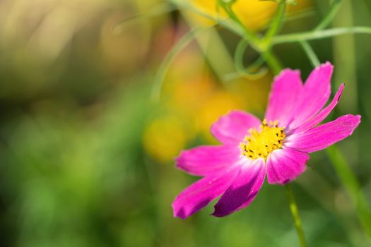 Cosmos flower Cosmos Bipinnatus with blurred background.