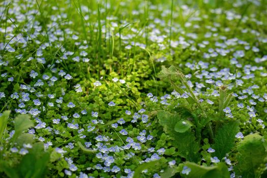 Blue flowers Veronica speedwell closeup in meadow