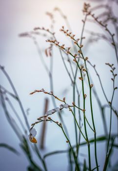 Dry plant covered with snow on a frosty winter day in the outdoor.