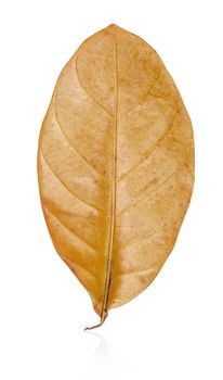 Ellipse yellow dry leaf shape isolated on white background, Save clipping path.