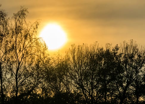 Sunrise in the morning mist at a pond in Lower Saxony, black tree shade with fine branches in front of the rising sun. Abstract recording with space to the right