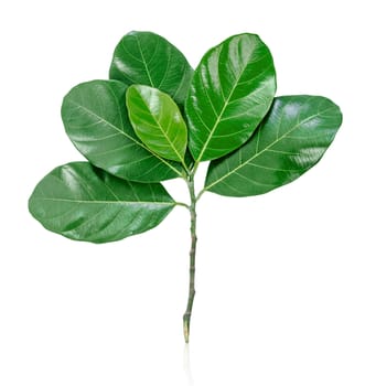 Fresh treetop with green leaves on branch isolated on white background, Save clipping path.