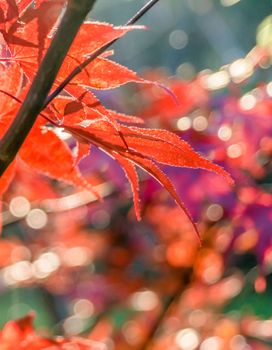 Japanese fan maple (acer sp.) against the setting autumn sun, strong colour and light effects