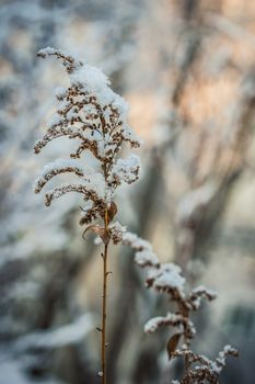 Dry plant covered with snow on a frosty winter day in the outdoor.