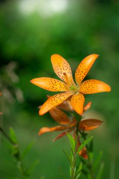 Beautiful flower of orange lily in the garden on a summer day.