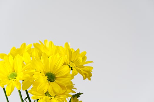 Beautiful fresh yellow chrysanthemum, close-up shot, yellow daisies flowers