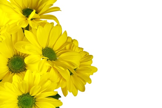 Beautiful fresh yellow chrysanthemum, close-up shot, yellow daisies flowers isolated on white