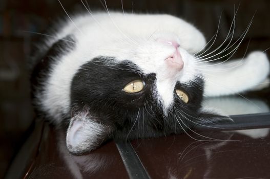 black and white cat lying on his back on the roof of the car