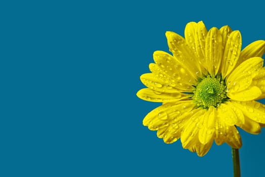 Single fresh yellow chrysanthemum, close-up shot, yellow daisies flowers isolated on Turkish color background