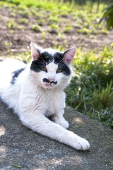 cat with a funny mustache, lying on concrete