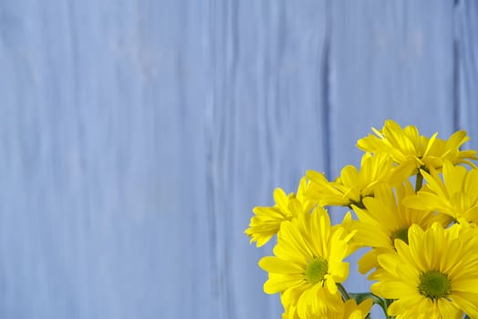 Beautiful fresh yellow chrysanthemum on blue wooden background, close-up shot, yellow daisies flowers