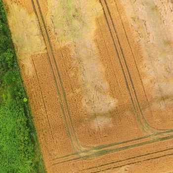 Abstract aerial photograph of fields and weeds with green and yellow areas Rectangles and triangles, made by drone 