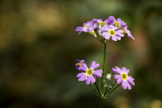 Purple flowers in green, background nature scene