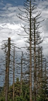 Dead trees in the Harz Mountains, dramatic sky