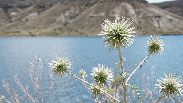 Still life of a prickly flower in front of a reservoir, Anatolia, Turkey, hiking tour