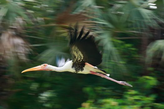 single pelicans fly over lake river try to catch fish. Pelican bird wallpaper , background