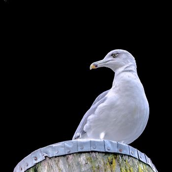 Dormant seagull in the harbour of Hamburg-Altona, isolated against a black background