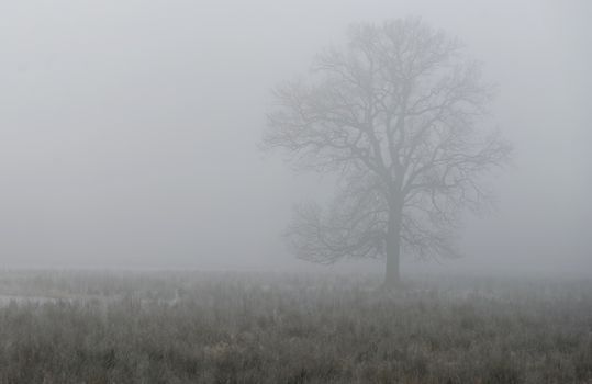 Single deciduous tree in dense fog behind a wetland meadow in a nature reserve in Germany