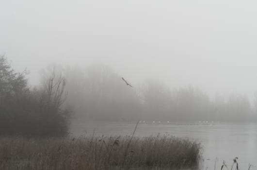 Foggy landscape near the frozen lake of a nature reserve and bird sanctuary in Germany