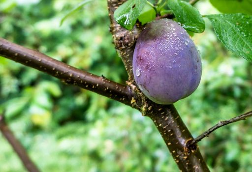 Detail of a ripe plum with water droplets on the branch