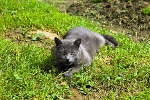 youngl gray cat lying in the grass