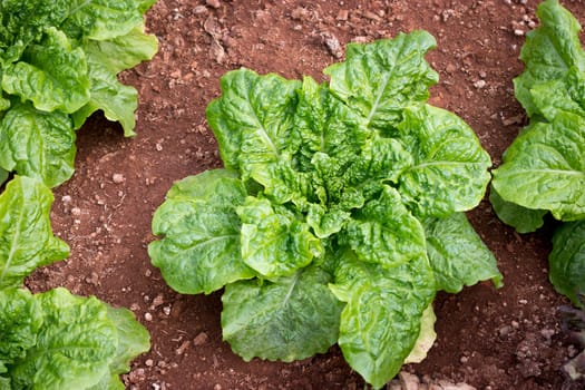 Fresh green oak butterhead lettuce salad plant,  vegetable leaves (salad leave) in the organic farm