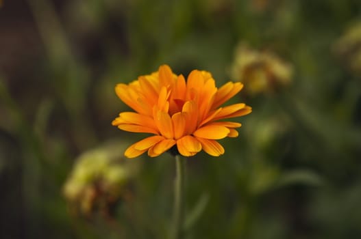 one orange marigold flower, photographed in the garden