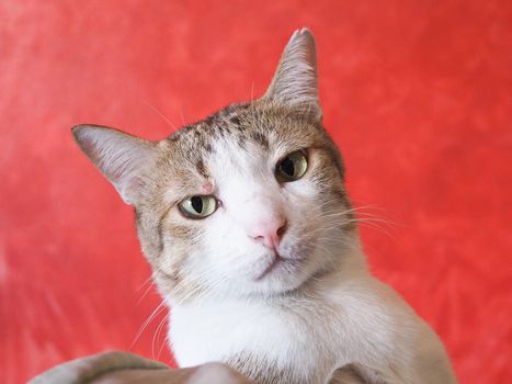 Brown Thai striped tiger cat with red wall background.